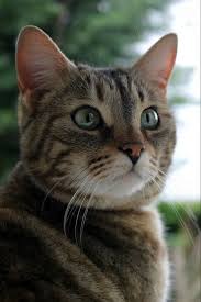 Tritt Tagada Bei Yummypets Com Bei Cute Cat Animal Pet Chat Entdecke Ihr Profil Katzen Animal Bei Cat Chat Katzen Katzenbabys Schonen Katzen