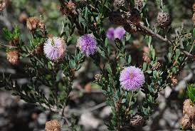 Image result for Melaleuca sp. A (Biegel 5741)