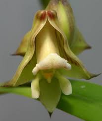 Image result for Polystachya galeata