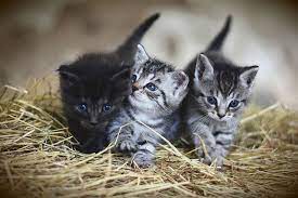 Chaton : Tout Savoir Sur Le Développement Du Bébé Chat Vers L'âge Adulte