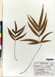 Image result for Pteris atrovirens