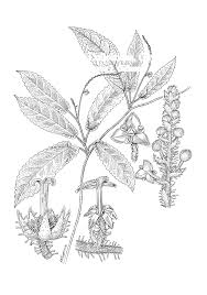 Image result for Eriosema flexuosum