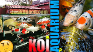 Berikut ini beberapa cara memelihara ikan koi di kolam yang bisa dipelajari sebelum memulai memeliharanya. Memelihara Ikan Koi Di Aquarium Bisakah Bagaimana Caranya Dan Apa Saja Yang Harus Dipersiapkan