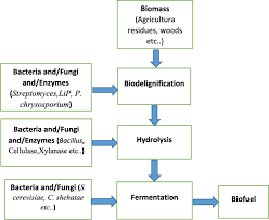 The digestive system and digestionhello friends, and welcome to a new happy learning video. Microbial Delignification And Hydrolysis Of Lignocellulosic Biomass To Enhance Biofuel Production An Overview And Future Prospect Bulletin Of The National Research Centre Full Text