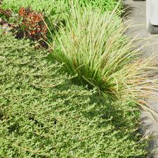 Image result for Cyperus kirkii