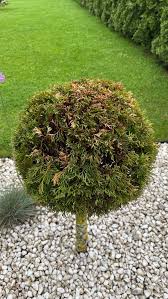 Image result for thuja drying out dead dried symptoms)