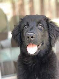 Golden retriever puppies are born in litters of 5 to 10, and in a variety of coat colors and lengths. The Black Golden Retrievers Official Golden Retriever