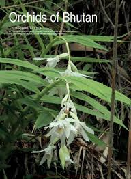 Image result for Phaius occidentalis