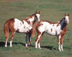 Color Patterns In Paint Horses Expert Advice On Horse Care