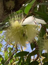 Image result for Syzygium jambos