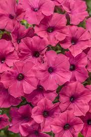 Supertunia Vista Fuchsia Petunia Hybrid Petunias Petunia Flower Beautiful Flowers