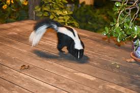 Find this pin and more on talk nerdy to me by carrie bristow. Is There A Skunk Near My House Varment Guard Wildlife Services