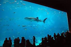 The Biggest Aquariums In The World Vacation Locations Southern Road Trips Georgia Aquarium