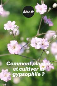 Comment Planter Et Cultiver La Gypsophile En 2020 Comment Planter Gypsophile Cultiver
