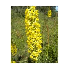 Image result for Bulbine asphodeloides