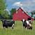 Small Cow Barn