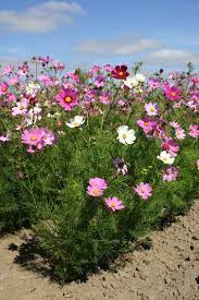 Silver Falls Seed Company Cosmos Bipinnatus Sensation Mix