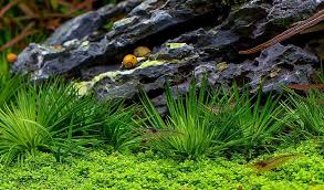 Image result for Eriocaulaceae