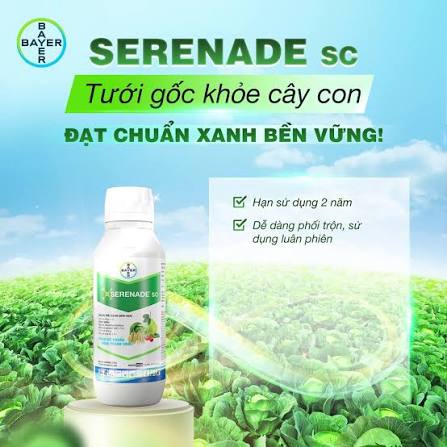 SERENADE SC.