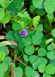 Image result for Grona triflora