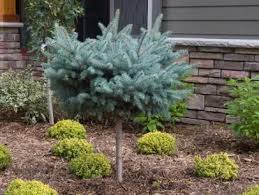 Dwarf Globe Blue Spruce Standard Front Yard Landscaping Design Front House Landscaping Colorado Blue Spruce