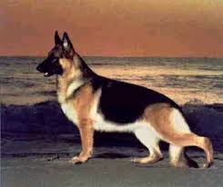 The steady shepherd loyal, steadfast, and vigilant, the german shepherd exemplifies the faithful your german shepherd dog's health. Pin On German Shepherds
