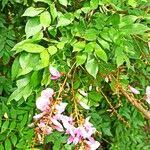 Image result for Millettia drastica