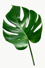 Split Leaf Philodendron Monstera Plant Element Transparent Png Free Image By Rawpixel Com Teddy Rawpixel In 2020 Plant Leaves Monstera Big Leaf Plants