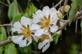 Image result for Caloncoba