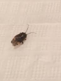 Three distinct golden hairs are located upon the abdomen at this. What Is This Bug Is Some Sort Of A Carpet Beetle Been Googling For Hours And Could Not Come Up With Any Answers Sorry For The Poor Quality Pic This Thing Is
