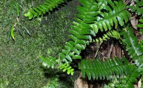 Image result for Asplenium normale