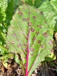 White spots on marijuana leaveshere's a short list of things that may help you get rid of your powdery mildew issue:dehumidifier. Beet Cercospora Leaf Spot Mapio Net