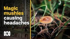 Magic Mushroom Season Brings Tourists On Bad Trips To This Tiny Town Abc Australia Youtube
