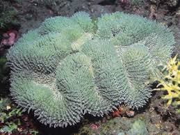 Image result for Flabellariopsis