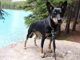 When you come on board as a member of marine rescue nsw you are becoming part of a proud, enthusiastic and skilled team. From Shelter To A Jetsetter Stevie Kelpie Mirage News