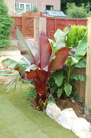 pin van jon korman op plants bananenplanten thuis