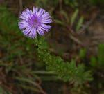 Image result for Vernonia musofensis