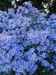 Aster Bluebird Bluestone Perennials Flowers Perennials Flower Garden Plans Perennials