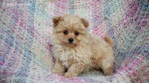 Pomapoo Pictures 1cv380k4r7a Pomapoo Puppies Puppy Pictures