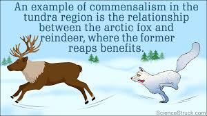 Mutualism can take on many forms: Symbiotic Relationships In The Tundra Science Struck