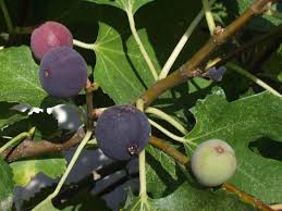 How to take care of a fig tree. Fig Tree Care Guide How To Grow Fig Tree Happy Diy Home