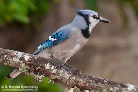 Anting Is Widespread And Fascinating But Its Purpose Is Uncertain Birdwatching