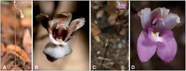 Image result for Didymoplexis