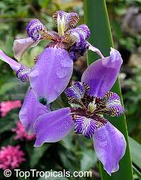 Image result for Indigofera roseo-caerulea