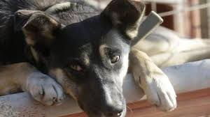 Persatuan haiwan malaysia , the malaysia animal association, launched an appeal for information after the painted pooch was spotted walking down a. Stray Animal Statistics In Malaysia Animal Welfare And Rights In Malaysia