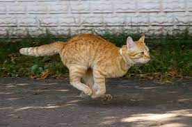 A Cat Ran Into A Door During A French Tv Baking Show And It Is Absolutely Amazing Cats Cat Run Cat Day