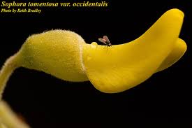 Image result for Sophora inhambanensis