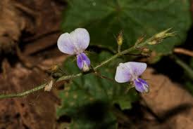 Image result for Grona adscendens