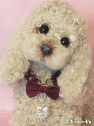 Check spelling or type a new query. 20 Teddy Bear Poodles On Tedsby