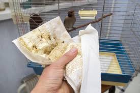 birdcage without chemical cleaners